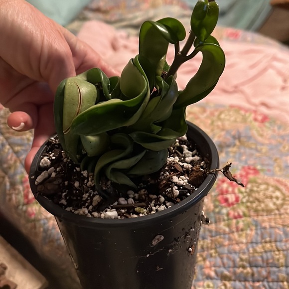 Hindu Hoya Rope/compacta 🪴✅💚 - Picture 6 of 6